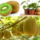  Hạt giống Kiwi 30 hạt 