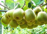 Hạt giống Kiwi 30 hạt
