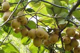 Hạt giống Kiwi 30 hạt