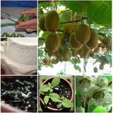 Hạt giống Kiwi 30 hạt