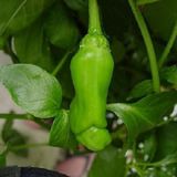 Hạt Giống Ớt Cu Tí - Ớt Peter (Đức)
