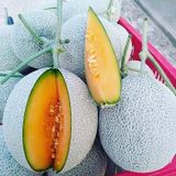 Hạt giống dưa lưới vàng F1 - 1gr