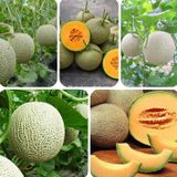 Hạt giống dưa lưới vàng F1 - 1gr