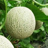 Hạt giống dưa lưới vàng F1 - 1gr