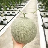 Hạt giống dưa lưới vàng F1 - 1gr