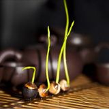 Hạt giống Sen Nhật mini nhiều màu