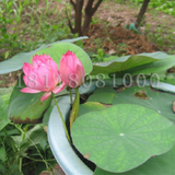 Hạt giống Sen Nhật mini nhiều màu