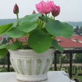 Hạt giống Sen Nhật mini nhiều màu