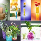 10 Gói hạt trồng cây tinh thể không cần đất