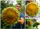 Hạt giống hoa hướng dương khổng lồ