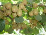 Hạt giống Kiwi 30 hạt