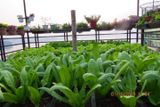 Hạt giống Cải Nhíp đăc sản Sóc Trăng F1 - 10g