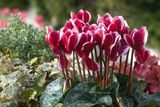 Hạt Giống Hoa Anh Thảo Mix F1