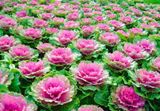Hạt giống Bắp cải hoa hồng- 20 hạt