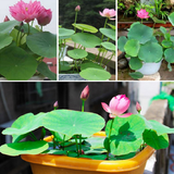 Hạt giống Sen Nhật mini nhiều màu