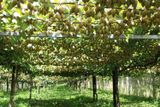 Hạt giống Kiwi 30 hạt