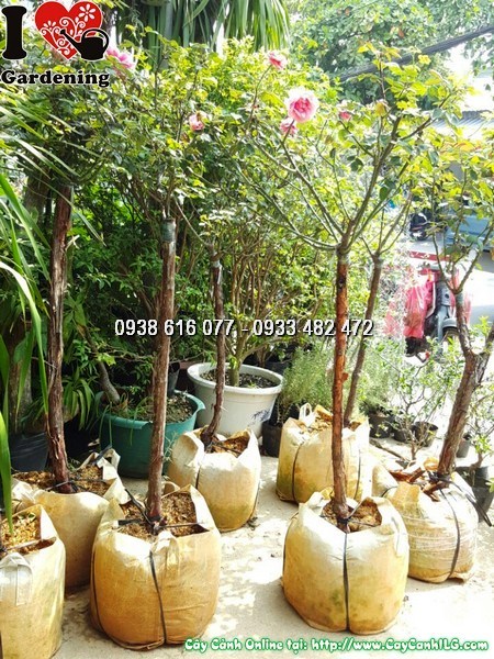 Cây hoa hồng thân gỗ cao 1m4 - 1m6