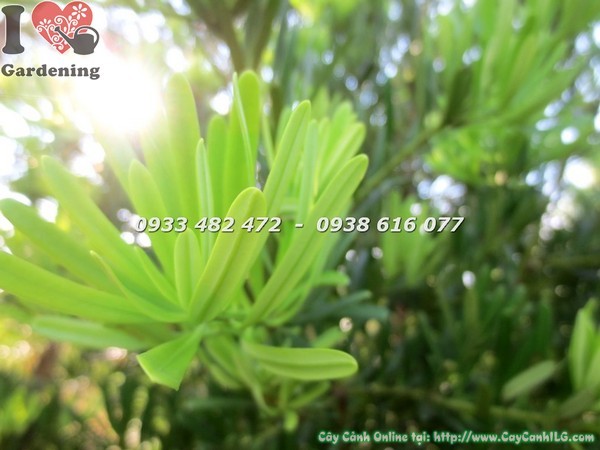 Cây Tùng La Hán Đài Loan gốc lớn cao 2m tại ILG