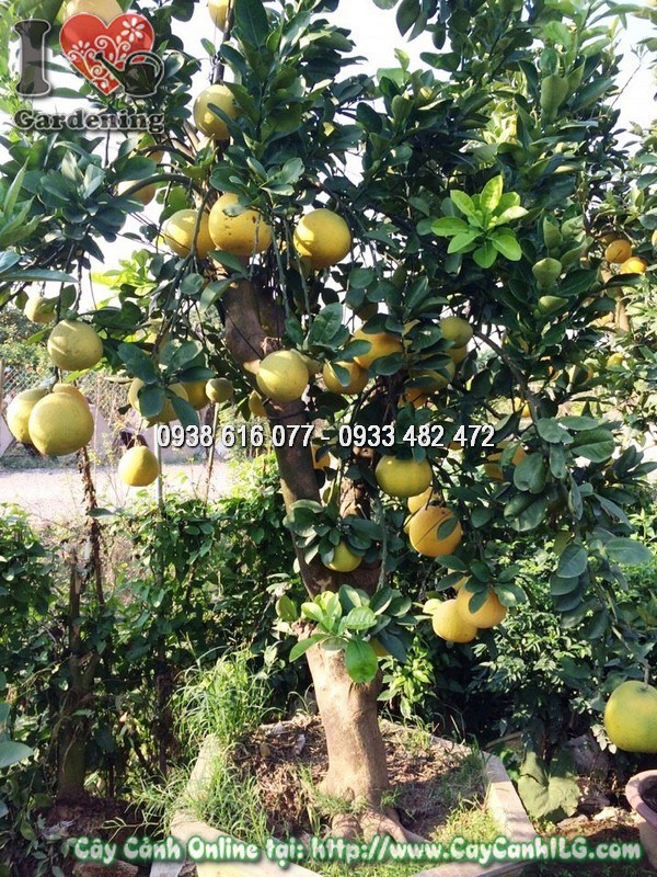 Cây bưởi cảnh gốc lớn dáng đẹp sum xuê tại vườn ILG