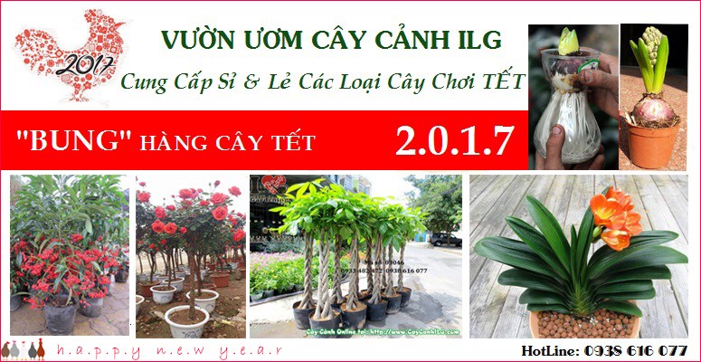 Cây hoa cảnh Tết đa dạng tại vườn ILG