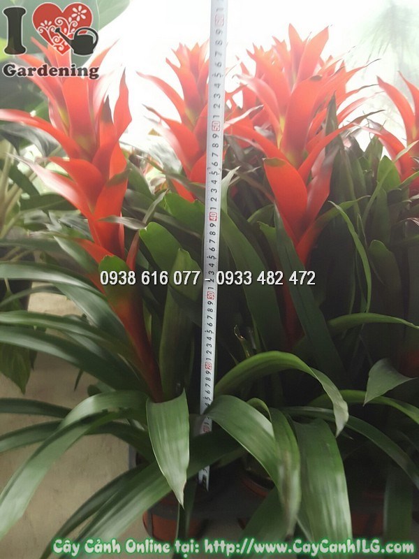 Chăm sóc cây dứa cảnh nến 60cm tại vườn ươm ILG