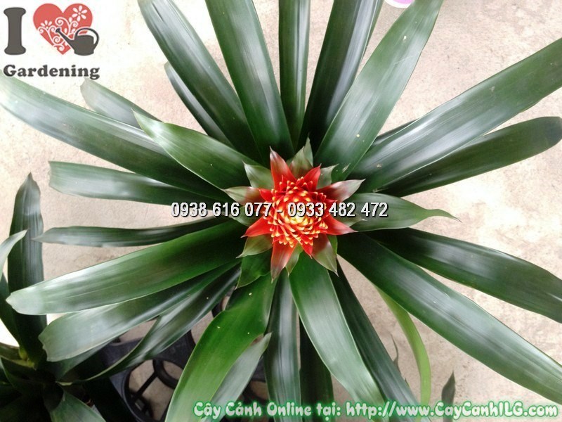 Cây hoa đuốc – ý nghĩa phong thủy màu đỏ may mắn