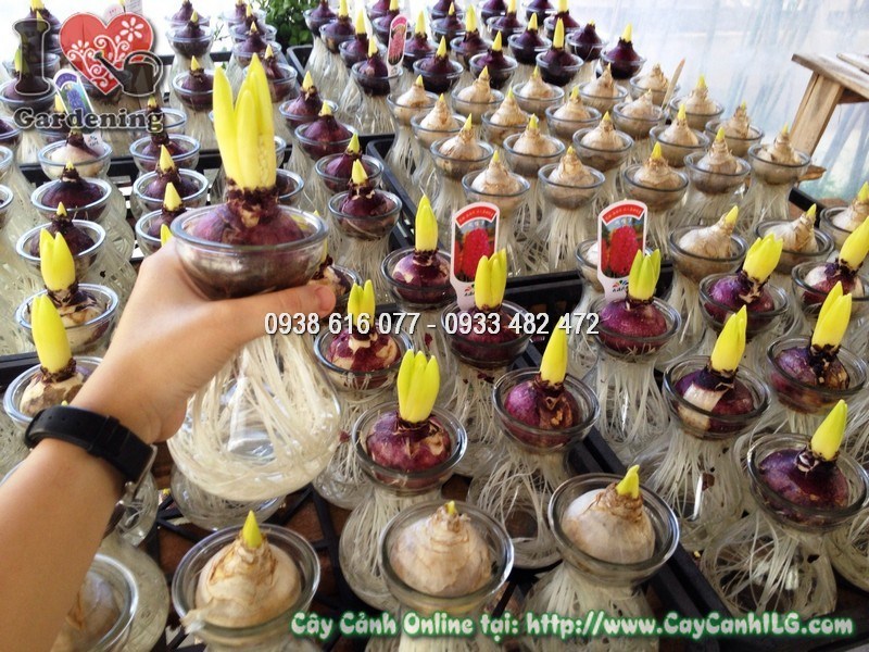 củ hoa tiên ông trồng trong nước đang nở hoa rực rỡ