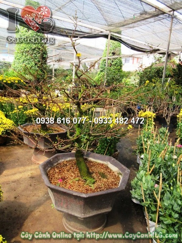 Mai giảo trưởng thành nở hoa rực rỡ dưới nắng xuân