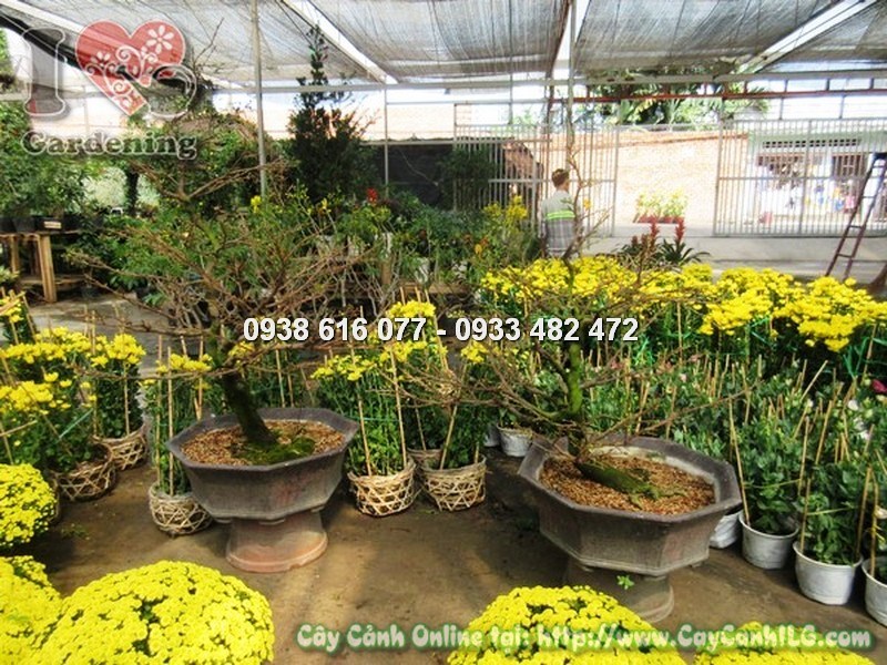 Cây hoa mai giảo nở hoa vàng rực rỡ ngày Tết Nam Bộ
