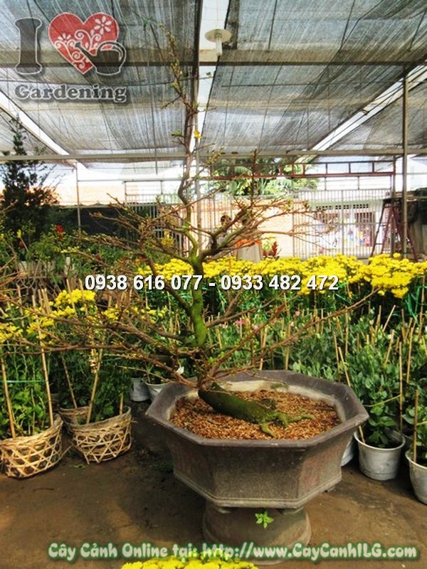 Nhân giống mai giảo bằng phương pháp chiết cành