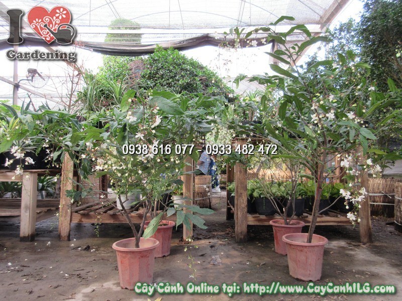 Chăm sóc cây Ngọc Minh Châu đúng kỹ thuật