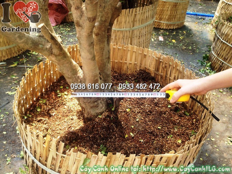 Hoa ngâu vàng li ti tỏa hương thơm - cây ngâu gốc lâu năm tán tròn đẹp