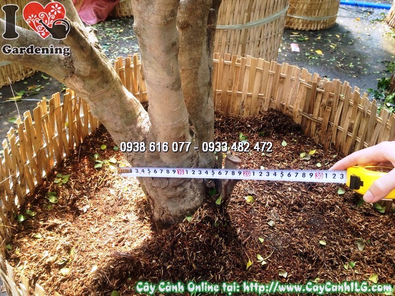 Cây hoa ngâu tán tròn gốc lâu năm - kiểng cổ cao cấp tại vườn ILG
