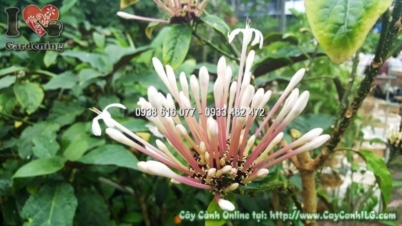 Cây Pháo Hoa cao 1m - điểm nhấn màu sắc rực rỡ cho khuôn viên