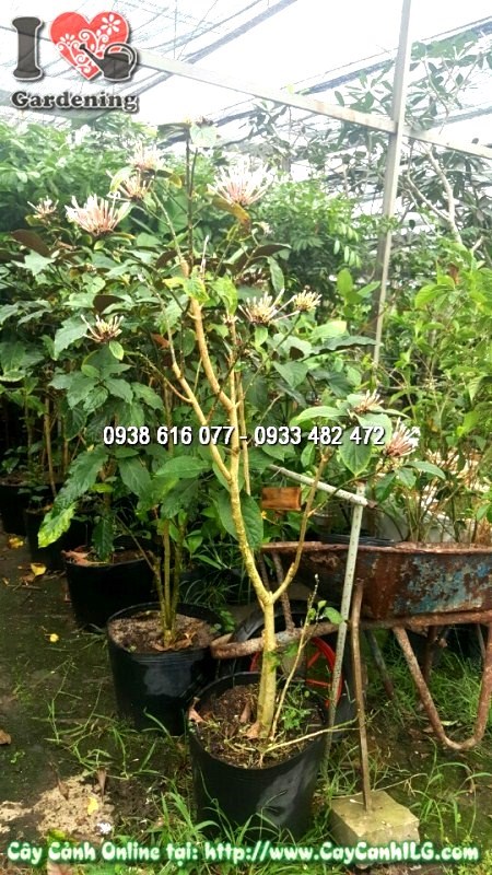 Hoa Pháo Hoa rực rỡ nở chùm - đặc điểm nổi bật của cây