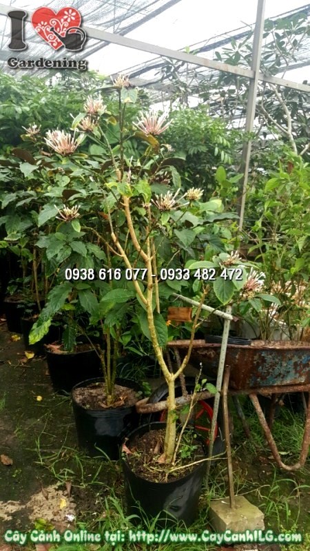 Cây Pháo Hoa trồng hàng loạt cho cảnh quan công trình