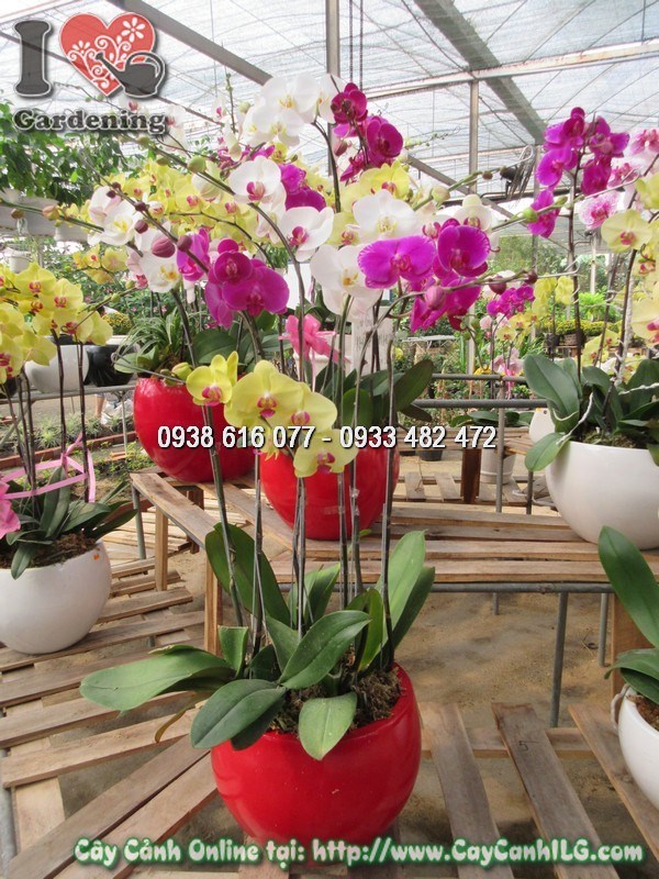 Chậu phong lan hồ điệp 7 cành đang nở hoa rực rỡ