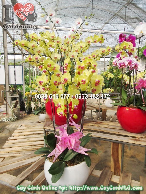 Chậu phong lan hồ điệp nhiều cành rực rỡ