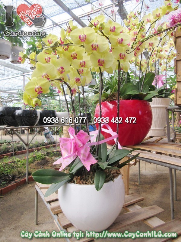 Vườn phong lan hồ điệp tại ILG