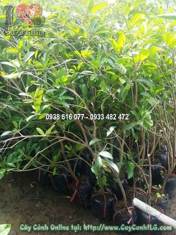 Cây Saboche ( Hồng Xiêm ) Trái Giống Tốt Cao 1m