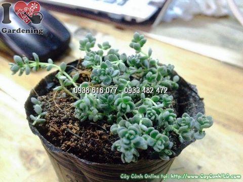 Cây Sen Đá SeDum Bông Hồng