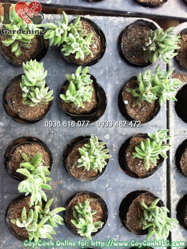 Đặc điểm lá cây sen đá mặt nạ