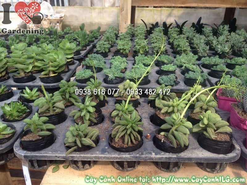 Cây Sen Đậu Thơm – ý nghĩa phong thủy và ứng dụng trang trí