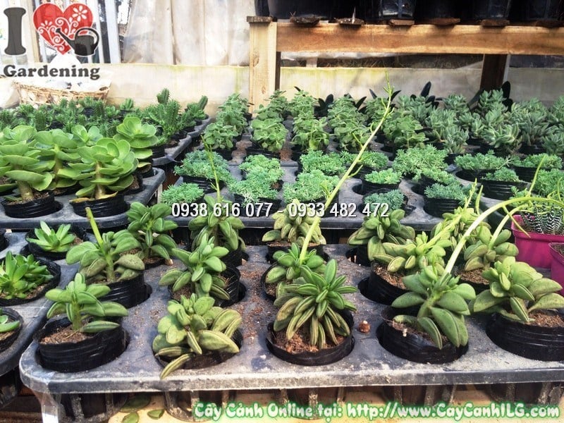 Cây Sen Đậu Thơm – góc nhìn tổng thể dáng cây đẹp