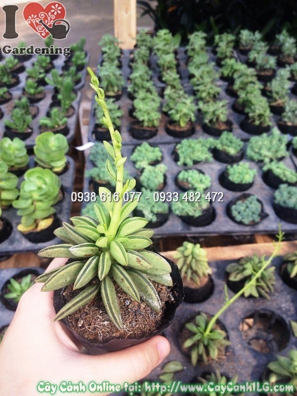 Cây Sen Đậu Thơm – cây cảnh mini hương thơm dịu nhẹ