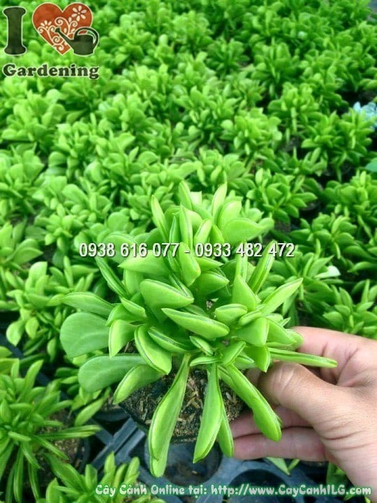 Cây Sen Đậu Thơm nhìn gần – lá xếp hoa đẹp mắt
