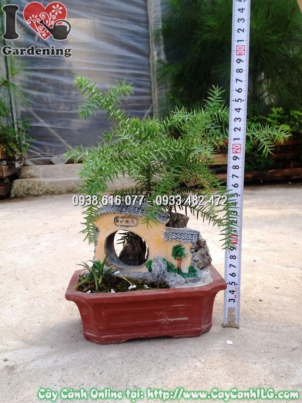 Cây tùng tiểu cảnh ngoài trời nhận ánh nắng tự nhiên