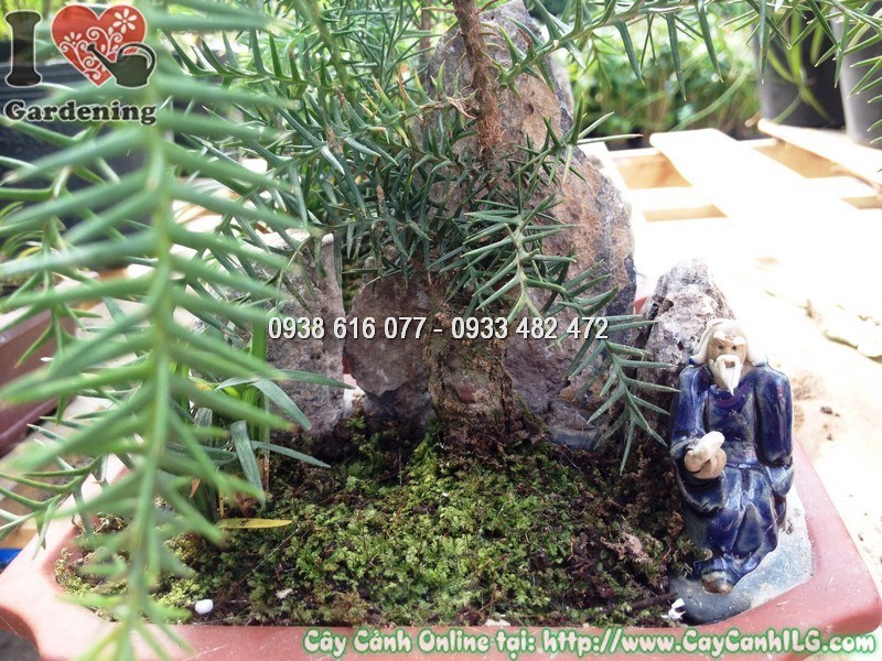 Cây tùng tiểu cảnh khỏe mạnh không sâu bệnh