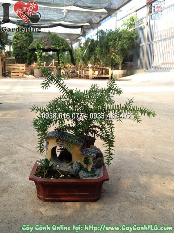Chậu tùng tiểu cảnh mini trồng trong chậu gốm trang trí