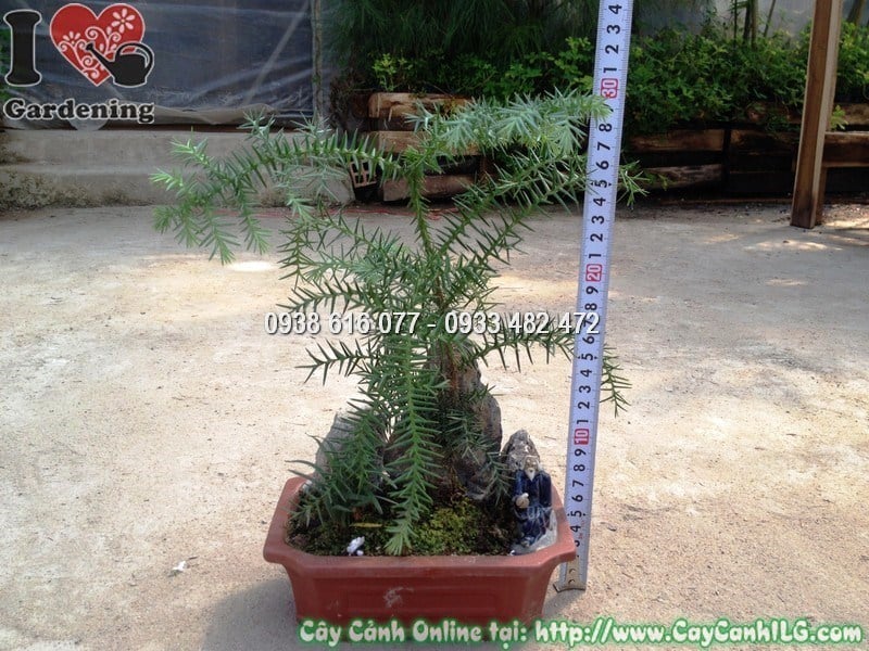 Cành tùng tiểu cảnh khỏe mạnh dùng để nhân giống giâm cành